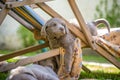 Portrait of a pedigree long-haired Weimaraner puppy who is stuck in a sun lounger after a nap. The little dog with gray fur Royalty Free Stock Photo