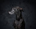 Black canine companion looking away against dark background Royalty Free Stock Photo