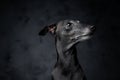 Black canine companion looking away against dark background Royalty Free Stock Photo