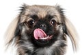 Portrait of a Pekinese Royalty Free Stock Photo