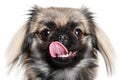 Portrait of a Pekinese