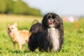 Portrait of a pekinese dog outdoors