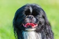 Portrait of a pekinese dog