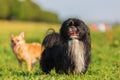 Portrait of a pekinese dog