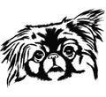 Portrait of pekingese