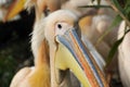 Portrait of a pelican