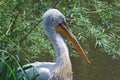 Portrait of a pelican