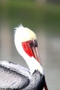 Portrait of a Pelican, California