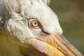 Portrait of a pelican. Close-up of a pelican head Royalty Free Stock Photo