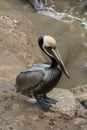 Portrait of pelican resting on rocks near La Jolla cove - 1 Royalty Free Stock Photo