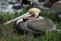 Portrait of pelican resting on rocks near La Jolla cove - 3 Royalty Free Stock Photo
