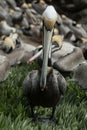 Portrait of pelican resting on rocks near La Jolla cove - 5 Royalty Free Stock Photo