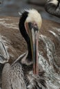 Portrait of pelican resting on rocks near La Jolla cove - 7 Royalty Free Stock Photo