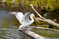 Portrait of a pelican in a swamp