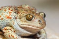 Portrait of Pelobates fuscus