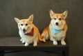 Pembroke Welsh Corgi, adorable Welsh Corgi lying on chair