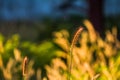 Portrait of Pennisetum pedicellatum Trin when sunlight through which as the background. Royalty Free Stock Photo