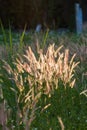 Portrait of Pennisetum pedicellatum Trin when sunlight and wind blows, which as the background. Royalty Free Stock Photo