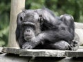 Portrait of a pensive chimpanzee