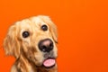 Portrait of pensive golden retriever labrador shows tongue on a orange studio background.Closeup,copy space Royalty Free Stock Photo