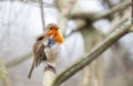 Portrait of a perched European Robin in spring Royalty Free Stock Photo