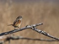 Portrait of a Swamp Sparrow