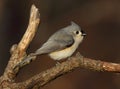 Portrait of perched tufted titmouse Royalty Free Stock Photo
