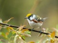 Portrait of a perching Chestnut-sided Warbler,Ontario