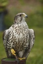 Portrait of a Peregrine falcon