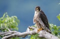 Peregrine Falcon on a Branch