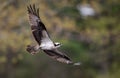 Peregrine Falcon on a Branch