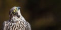 Portrait of the Peregrine Falcon, Falco peregrinus. With copy space Royalty Free Stock Photo