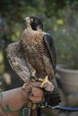 Portrait of Peregrine hawk on the leather glove