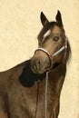 Portrait of perfect quarter horse
