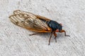 Portrait of a periodical cicada on a light background Royalty Free Stock Photo