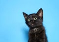 Portrait of a perplexed black kitten on blue