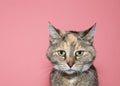 Portrait of a perplexed calico cat on pink Royalty Free Stock Photo