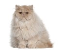 Portrait of Persian cat, 5 months old, sitting Royalty Free Stock Photo