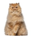 Portrait of Persian cat, 7 months old, sitting in front of white Royalty Free Stock Photo