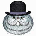 Portrait of persian cat. Vector cat head, face. Bowler hat.