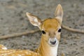 Portrait of a Persian fallow deer fawn