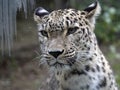 Portrait of Persian Leopard, Panthera pardus saxicolor Royalty Free Stock Photo