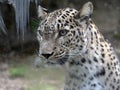Portrait of Persian Leopard, Panthera pardus saxicolor Royalty Free Stock Photo