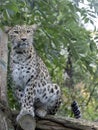 Portrait of Persian Leopard, Panthera pardus saxicolor Royalty Free Stock Photo