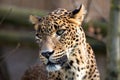 Portrait of Persian leopard Royalty Free Stock Photo