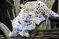 Portrait Persian leopard, Panthera pardus saxicolor sitting on a branch Royalty Free Stock Photo