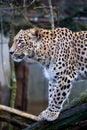 Portrait Persian leopard, Panthera pardus saxicolor sitting on a branch Royalty Free Stock Photo