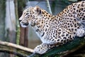 Portrait Persian leopard, Panthera pardus saxicolor sitting on a branch Royalty Free Stock Photo