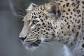 Portrait Persian leopard, Panthera pardus saxicolor sitting on a branch Royalty Free Stock Photo