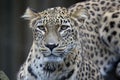 Portrait Persian leopard, Panthera pardus saxicolor sitting on a branch Royalty Free Stock Photo